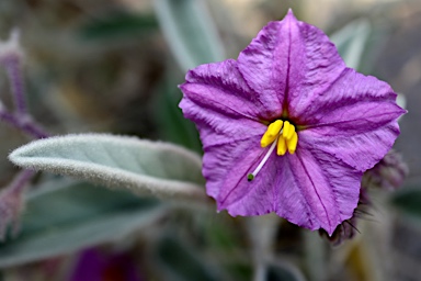 APII jpeg image of Solanum lithophilum  © contact APII