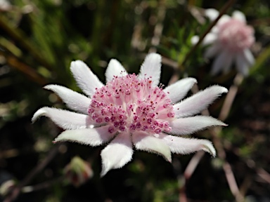 APII jpeg image of Actinotus forsythii  © contact APII