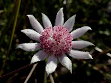 APII jpeg image of Actinotus forsythii  © contact APII