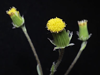 APII jpeg image of Senecio macrocarpus  © contact APII