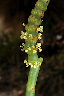 APII jpeg image of Sarcocornia quinqueflora  © contact APII