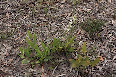 APII jpeg image of Lomatia ilicifolia  © contact APII