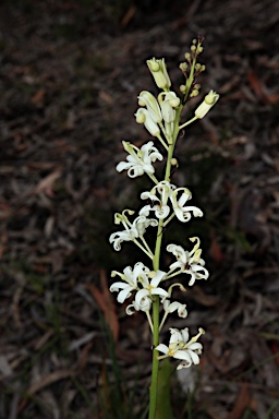 APII jpeg image of Lomatia ilicifolia  © contact APII