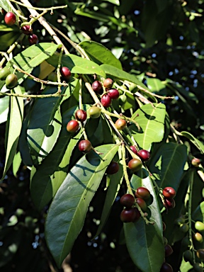 APII jpeg image of Prunus laurocerasus  © contact APII