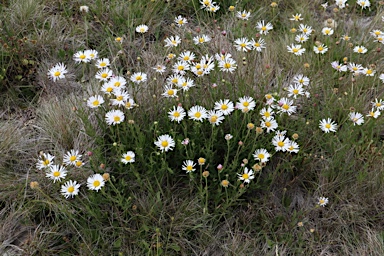 APII jpeg image of Brachyscome aculeata  © contact APII