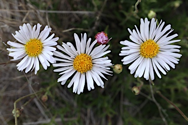 APII jpeg image of Brachyscome aculeata  © contact APII