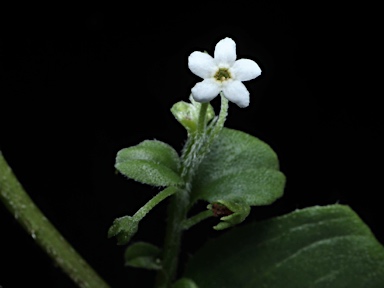 APII jpeg image of Hackelia latifolia  © contact APII