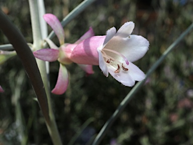 APII jpeg image of Eremophila 'Midnight'  © contact APII