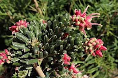 APII jpeg image of Grevillea lanigera 'Winter Wonder'  © contact APII