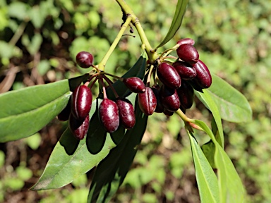 APII jpeg image of Tasmannia insipida  © contact APII