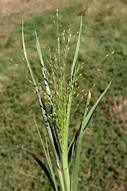 APII jpeg image of Panicum hillmanii  © contact APII