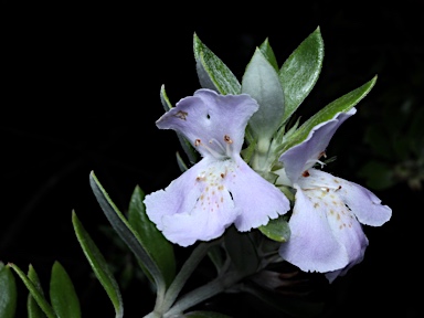 APII jpeg image of Westringia grandifolia  © contact APII