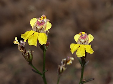 APII jpeg image of Goodenia macbarronii  © contact APII