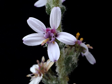 APII jpeg image of Olearia lanuginosa  © contact APII