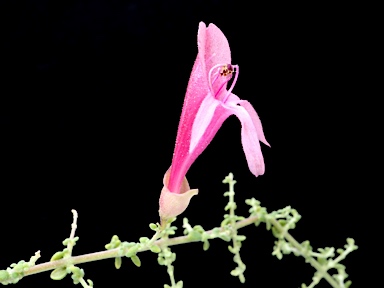 APII jpeg image of Prostanthera serpyllifolia subsp. microphylla  © contact APII