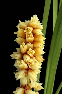 APII jpeg image of Lomandra confertifolia subsp. similis  © contact APII