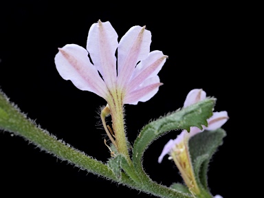 APII jpeg image of Scaevola albida  © contact APII