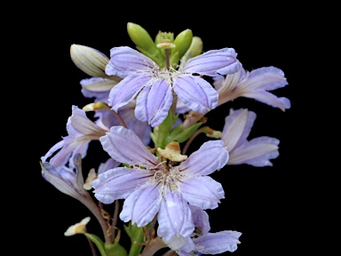 APII jpeg image of Scaevola crassifolia  © contact APII