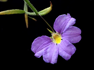 APII jpeg image of Scaevola phlebopetala  © contact APII