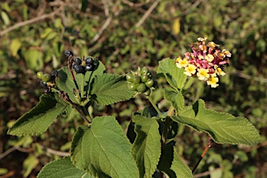 APII jpeg image of Lantana camara  © contact APII