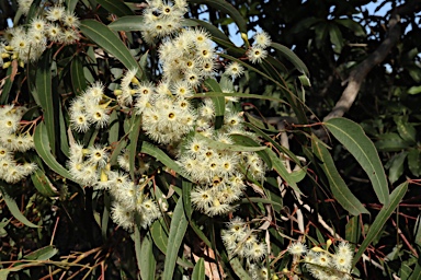 APII jpeg image of Eucalyptus paniculata  © contact APII