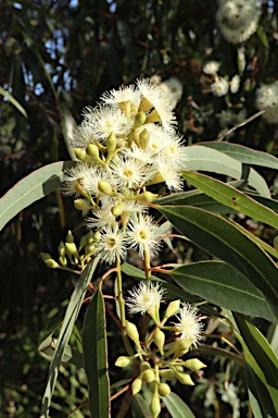 APII jpeg image of Eucalyptus paniculata  © contact APII