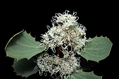 APII jpeg image of Hakea cristata  © contact APII