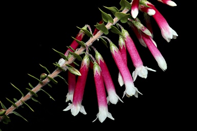 APII jpeg image of Epacris longiflora  © contact APII