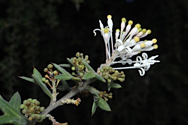 APII jpeg image of Grevillea vestita subsp. vestita  © contact APII