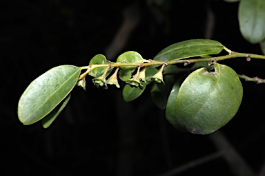 APII jpeg image of Phyllanthus gunnii  © contact APII