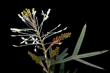 APII jpeg image of Grevillea manglesii subsp. ornithopoda  © contact APII