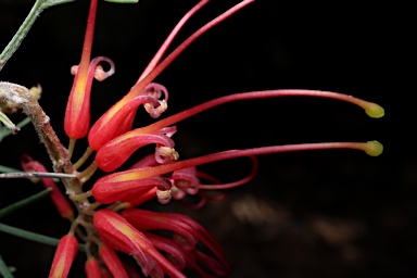 APII jpeg image of Grevillea preissii subsp. preissii  © contact APII