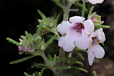 APII jpeg image of Prostanthera stenophylla  © contact APII