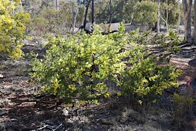 APII jpeg image of Acacia baileyana x Acacia decurrens  © contact APII