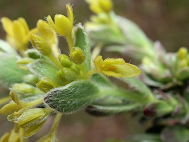 APII jpeg image of Pimelea curviflora  © contact APII