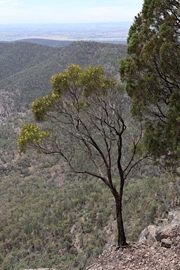 APII jpeg image of Acacia doratoxylon  © contact APII