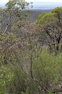 APII jpeg image of Prostanthera rotundifolia  © contact APII