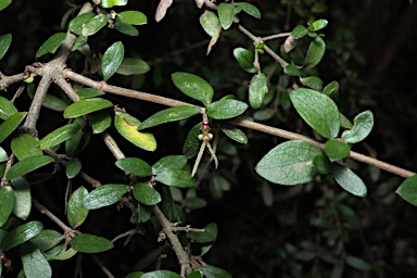 APII jpeg image of Coprosma quadrifida  © contact APII