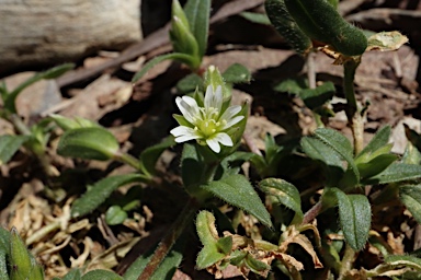 APII jpeg image of Cerastium vulgare  © contact APII