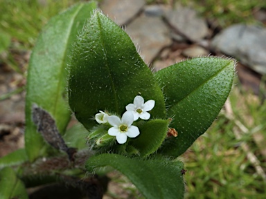 APII jpeg image of Myosotis australis  © contact APII