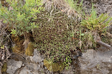 APII jpeg image of Marchantia berteroana  © contact APII