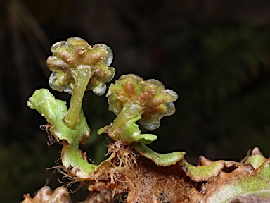 APII jpeg image of Marchantia berteroana  © contact APII