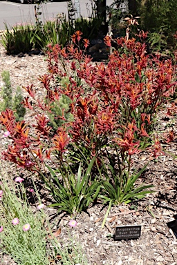 APII jpeg image of Anigozanthos 'Bush Blitz'  © contact APII