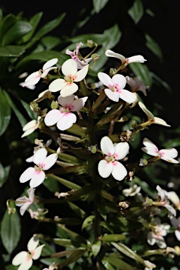 APII jpeg image of Stylidium rhynchocarpum  © contact APII