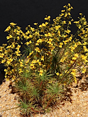 APII jpeg image of Stylidium dichotomum  © contact APII