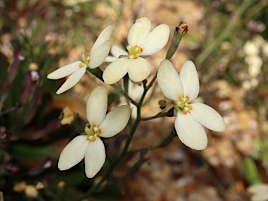 APII jpeg image of Stylidium spathulatum  © contact APII