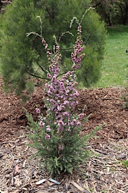 APII jpeg image of Leptospermum 'Seclusion'  © contact APII