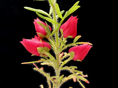 APII jpeg image of Boronia molloyae  © contact APII