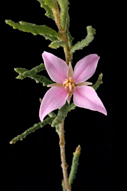 APII jpeg image of Boronia repanda  © contact APII