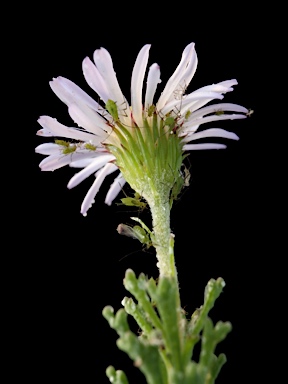 APII jpeg image of Olearia sp. Rhizomatica (I.R.Telford 11549)  © contact APII